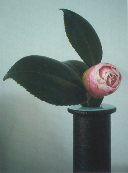 Camellia