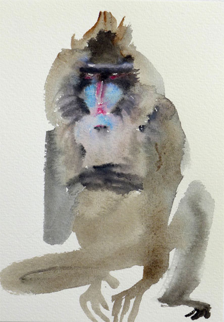 Sitting Baboon  