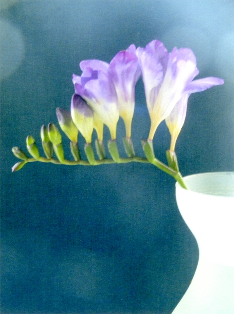 Freesia